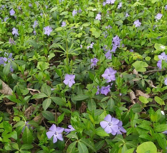 БАРВІНОК МАЛИЙ (барвін, барвінець, зеленка, барвінок синій) Vinca ...