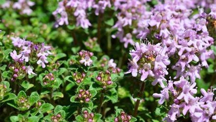 Чабрець - корисні властивості, склад і протипоказання (+ 7 Фото)