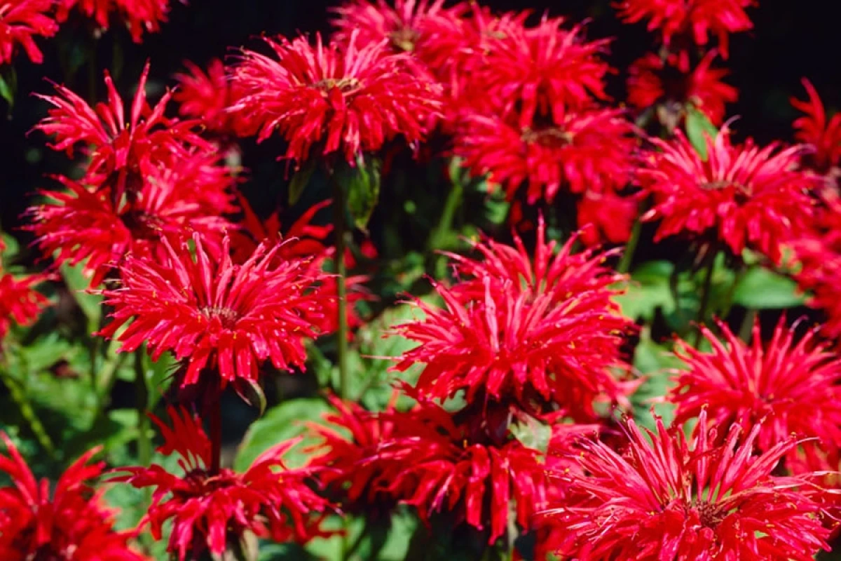 Що таке рута: таємниці ароматної рослини з давньою історією - Wem.ua