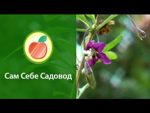 Ягода Годжі (дереза) - вирощування
