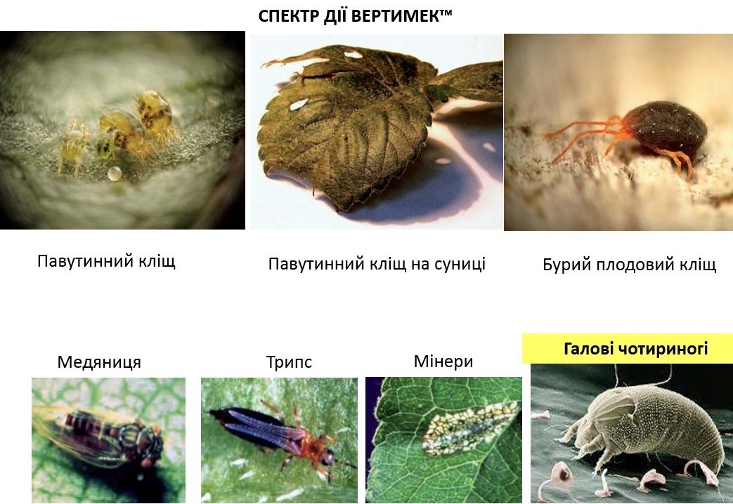 ВЕРТИМЕК® — надійний контроль шкодочинних кліщів та медяниці ...