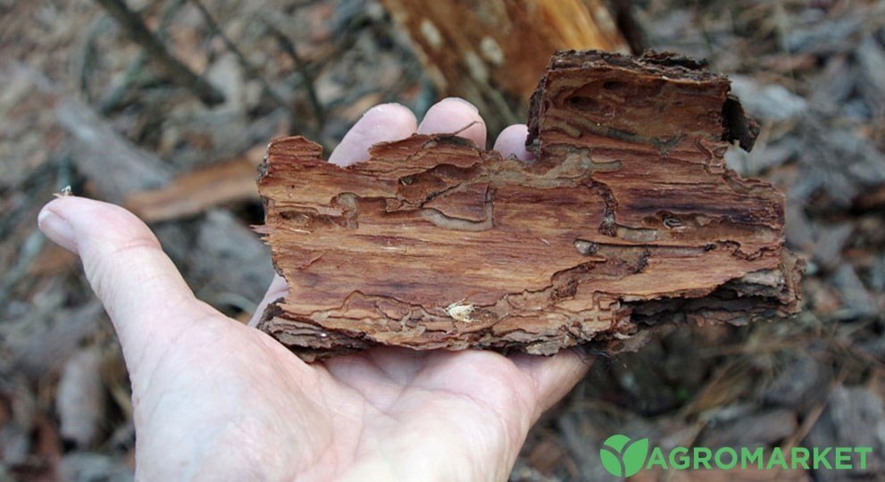 Боротьба з короїдом на яблуні - корисні статті про садівництво від ...