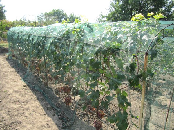 Захист від граду TENAX DEFENDER — Agrid