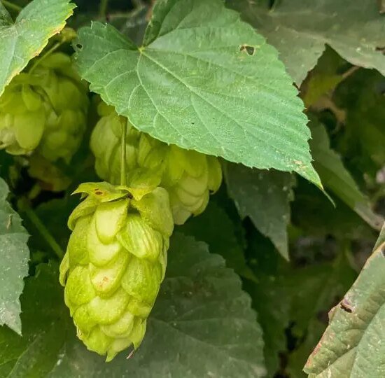 Як знищити хміль на садовій ділянці: вичерпний посібник ᐉ Погляд UA