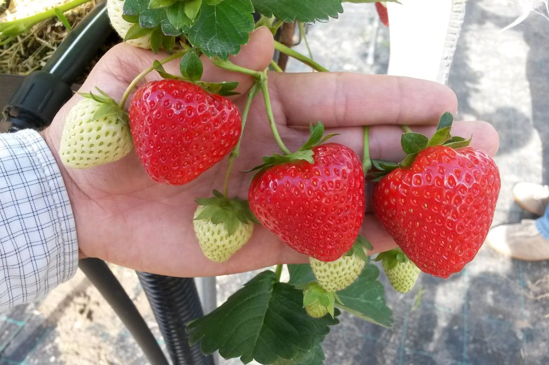 Саджанці ГОРТЕНЗІЇ від приватного розсадника в Україні | Купити ...