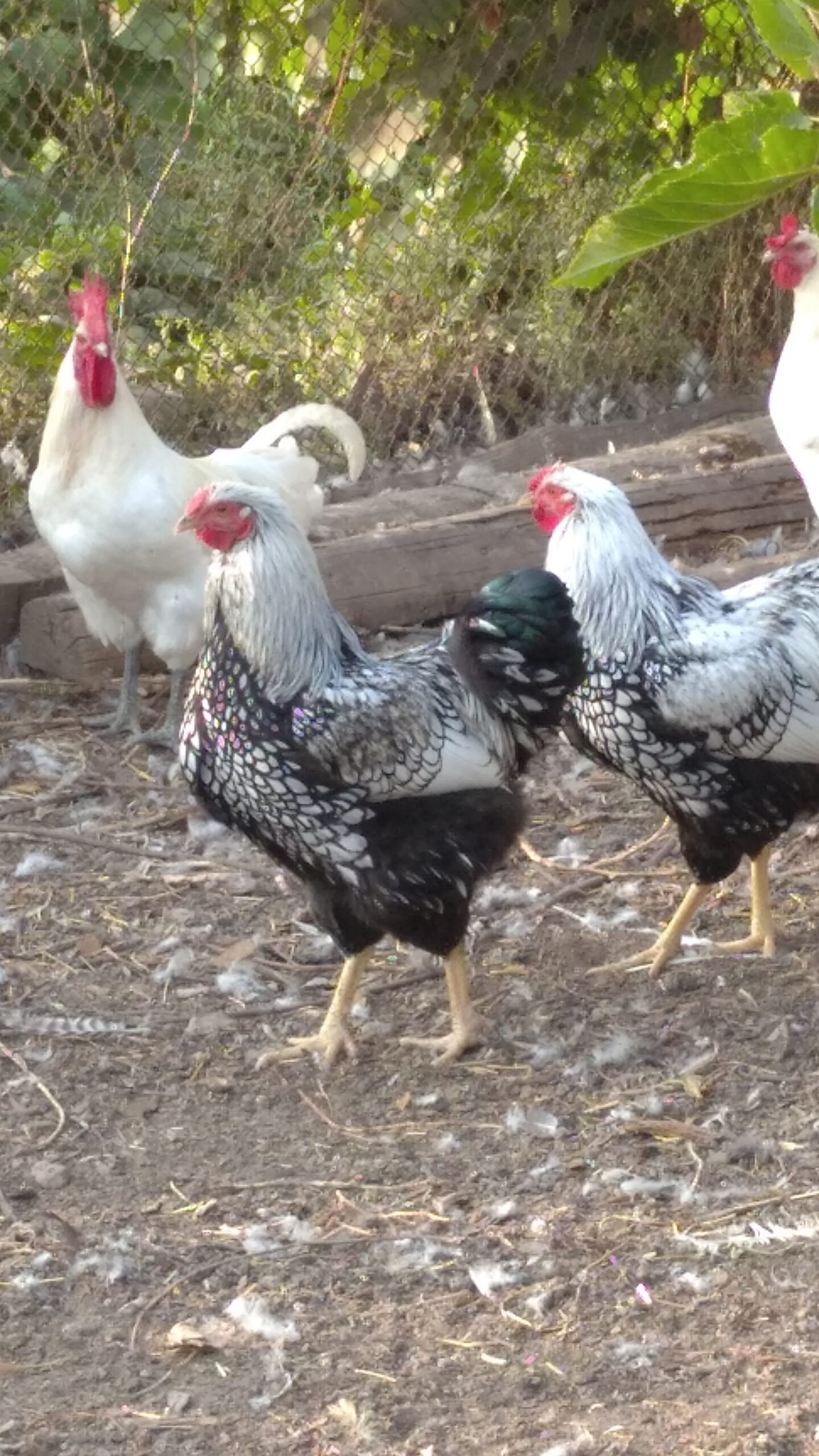 Курятина - купити свіжу курятину оптом за найкращою ціною від ...