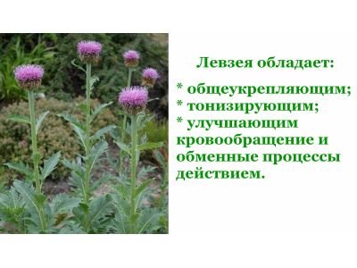 Маралів корінь: інструкція, застосування, ціна, купити | трав'яна ...