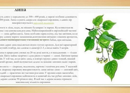 Лікарські рослини: доведено і користь, і небезпеку їх використання ...