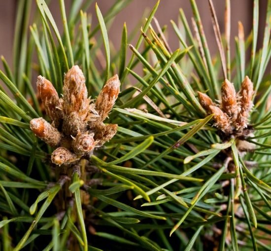 Застосування настоянки з соснових бруньок на горілці, її ...