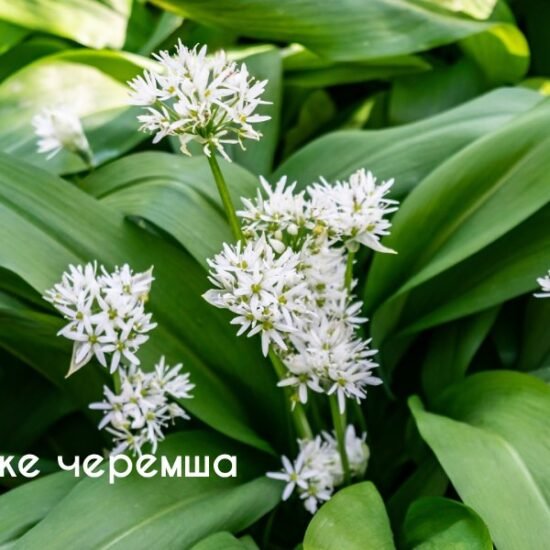 Черемша: що за рослина, рецепти, корисні властивості - FitoBlog