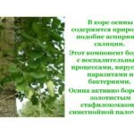 Осика: лікувальні властивості і протипоказання, рецепти | Фiтоаптека