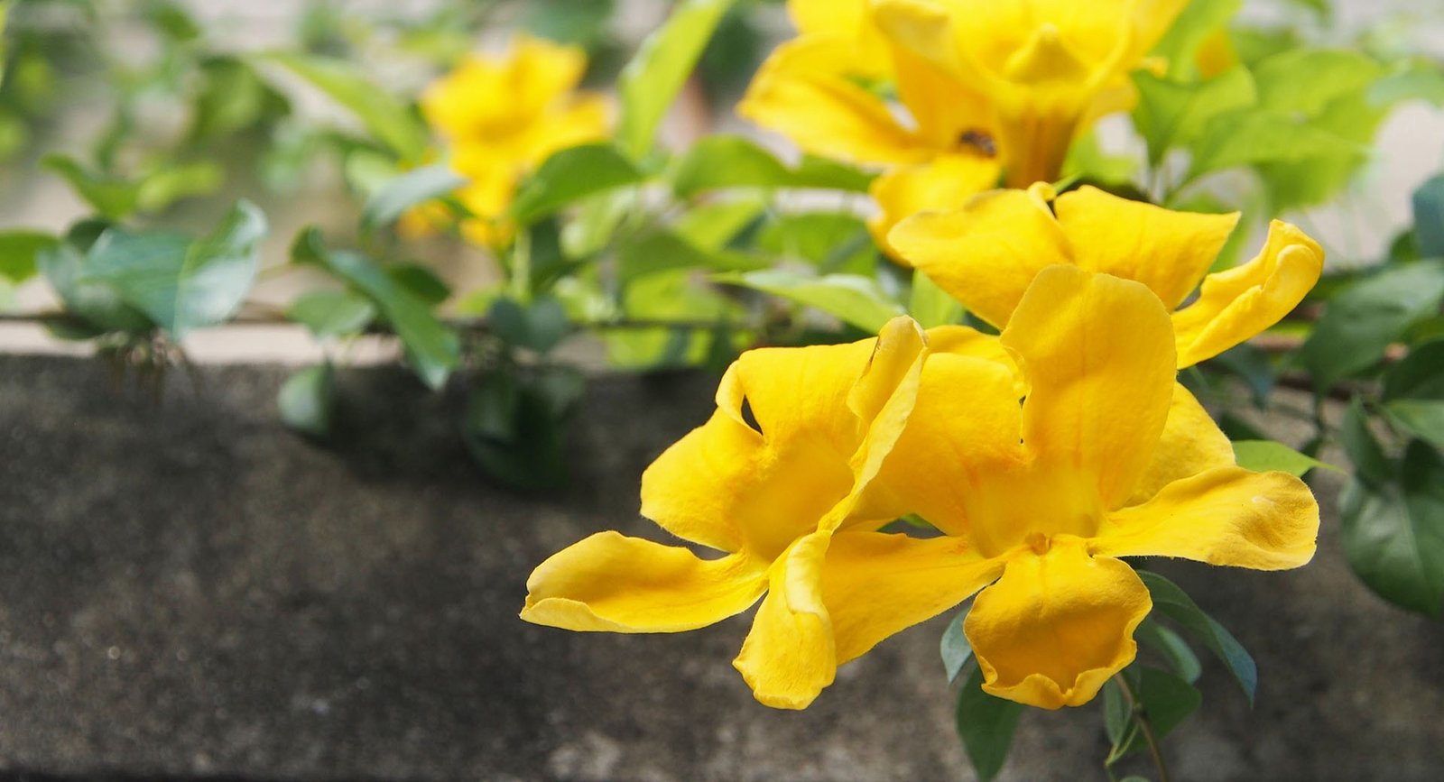 Now foods, Хітозан з хромом, 500 мг., 120 капсул 💰735 грн ...