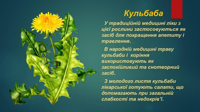 Аїр очеретяний: від вирощування до лікувальних властивостей