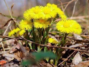Мати-й-мачуха лікувальні властивості, застосування, рецепти трав ...