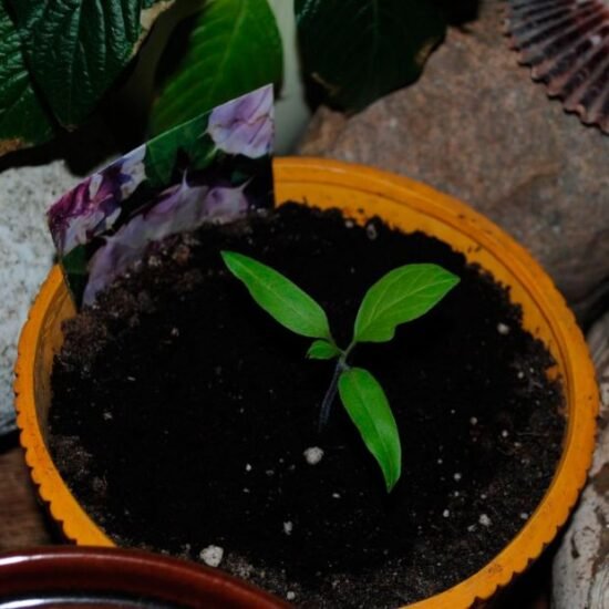 Дурман: що це таке - Лікування залежності від дурману | ADOMED