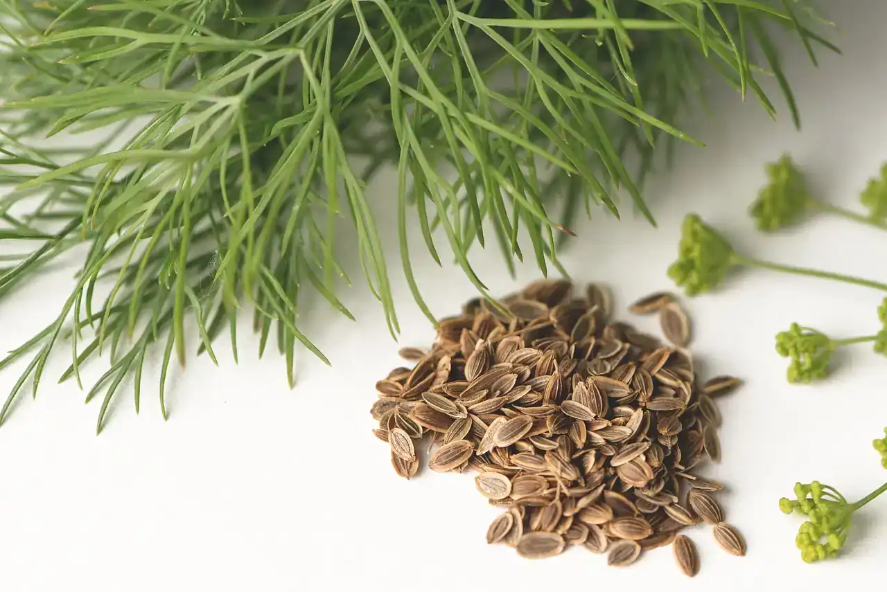 Насіння кропу: користь і шкода - Рекомендації - корисні статті на ...