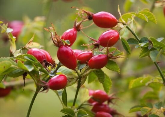 Сік шипшини: 10 науково доведених фактів користі цілющого напою