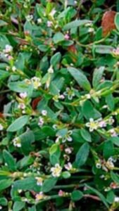 СПОРИШУ ТРАВА POLYGONI AVICULARIS HERBA - Лелека