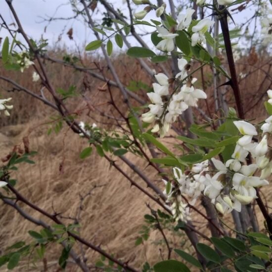 Як застосовувати квіти білої акації – Гард.City