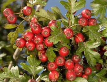 Глід: лікувальні властивості квіток, ягід глоду, рецепти настойки