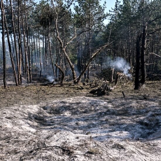Наслідки війни для довкілля України - еколог розповіла про стан ...