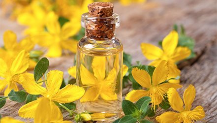 Звіробій - корисні властивості, склад і протипоказання (+ 8 Фото)