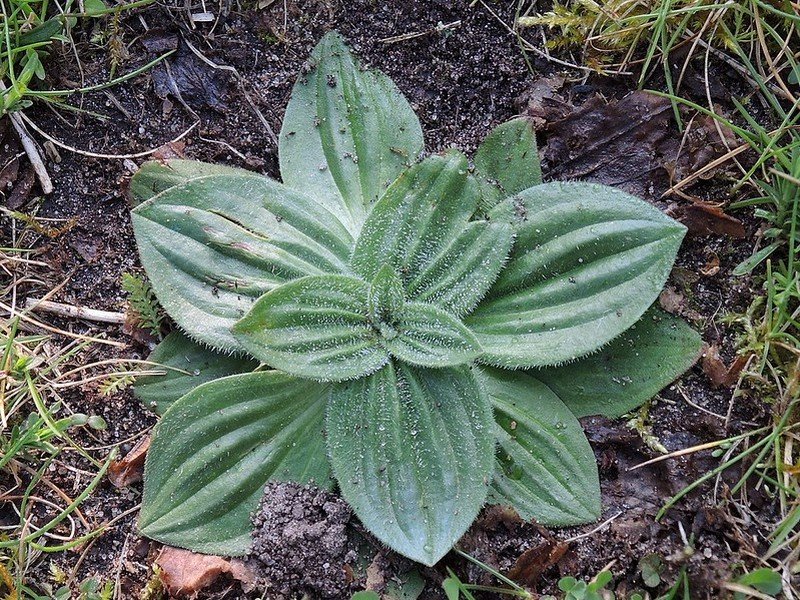 Подорожник великий (листя) 100г — купити на сайті Vashapasika ...
