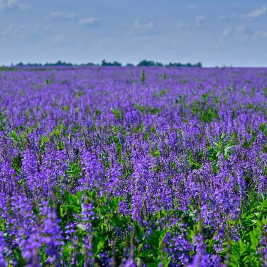 Люцерна і сапоніни. Секрет здоров'я, стрункості і гормонального ...