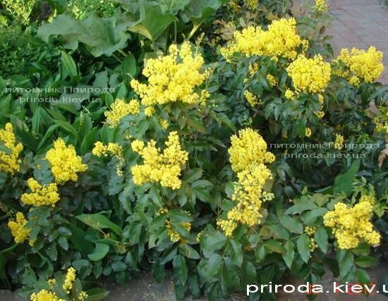 Магонія падуболиста — декоративна рослина для саду