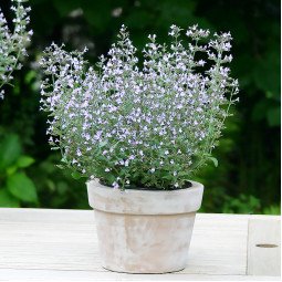 Астрагал: лікувальні властивості і показання - Dobavki.ua