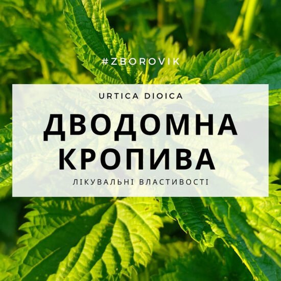 М'ята перцева: лікувальні властивості, опис