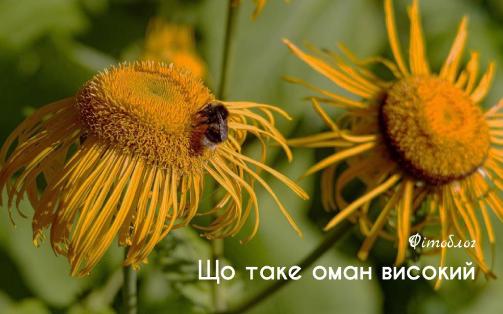 Оман високий: що, користь для організму, застосування та ...
