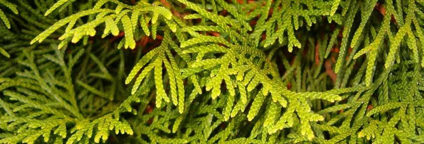 Посадка туй — як правильно посадити та доглядати за туями