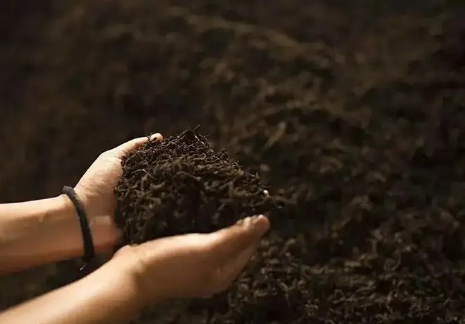 Корисні властивості чаю пуер