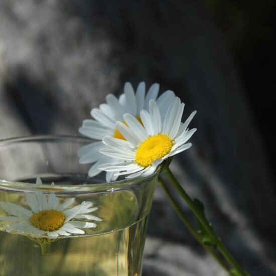 Яку користь для шкіри приносить ромашка