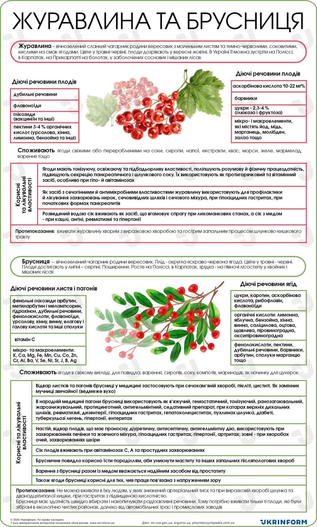 Про корисні властивості журавлини та брусниці