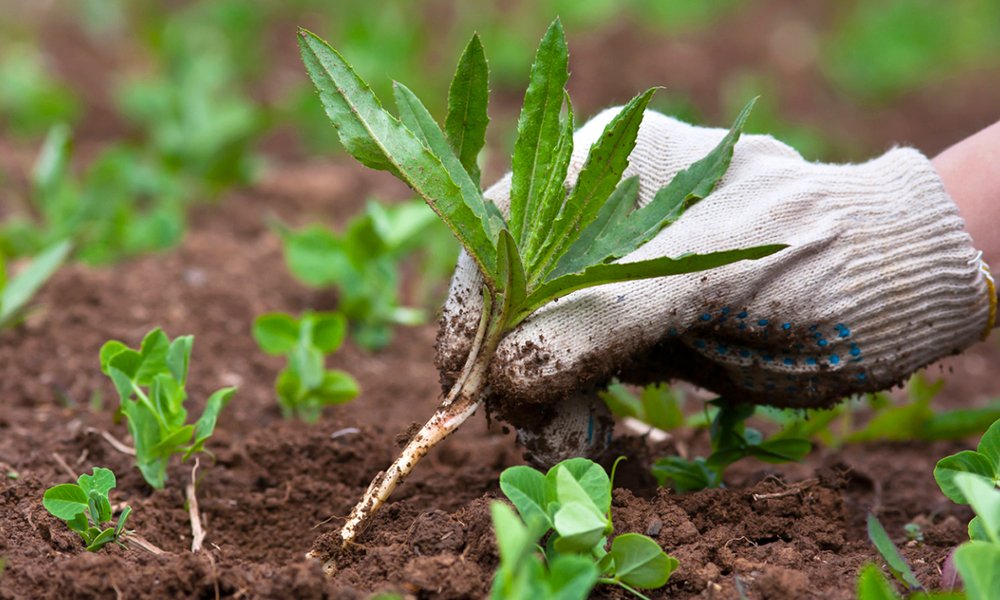 Засіб для боротьби з бур'янами гербіцид Буран, 100 мл., ціна: 157 ...
