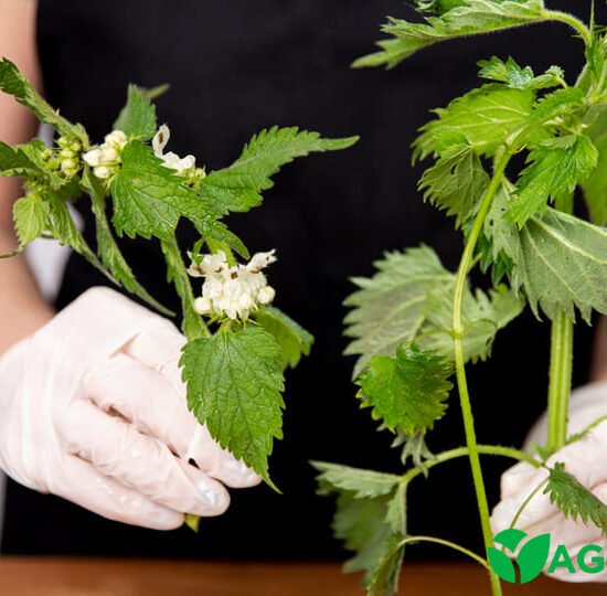 Як позбутися кропиви | Agro-market