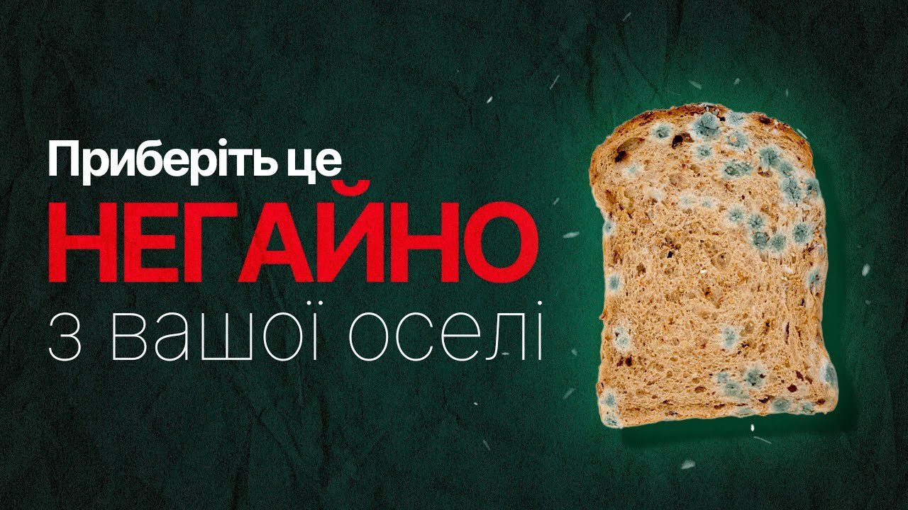 Боротьба з пліснявою в домі та ванні: що таке пліснява і як з нею ...