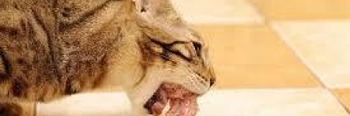 Курячі шиї для котів — чи безпечно це та як правильно давати ...