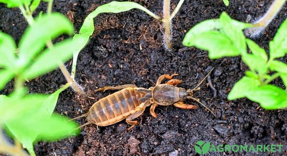 Як боротися з ведмедкою - корисні статті про садівництво від Agro ...