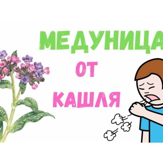 Кора крушини: Лікувальні властивості, опис, користь, показання ...