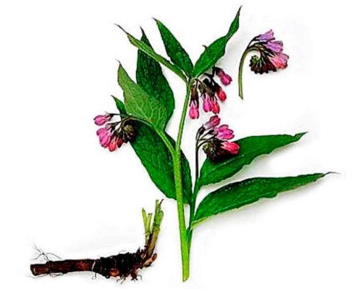 Живокіст: лікувальні властивості і протипокази, посадка й догляд, фото