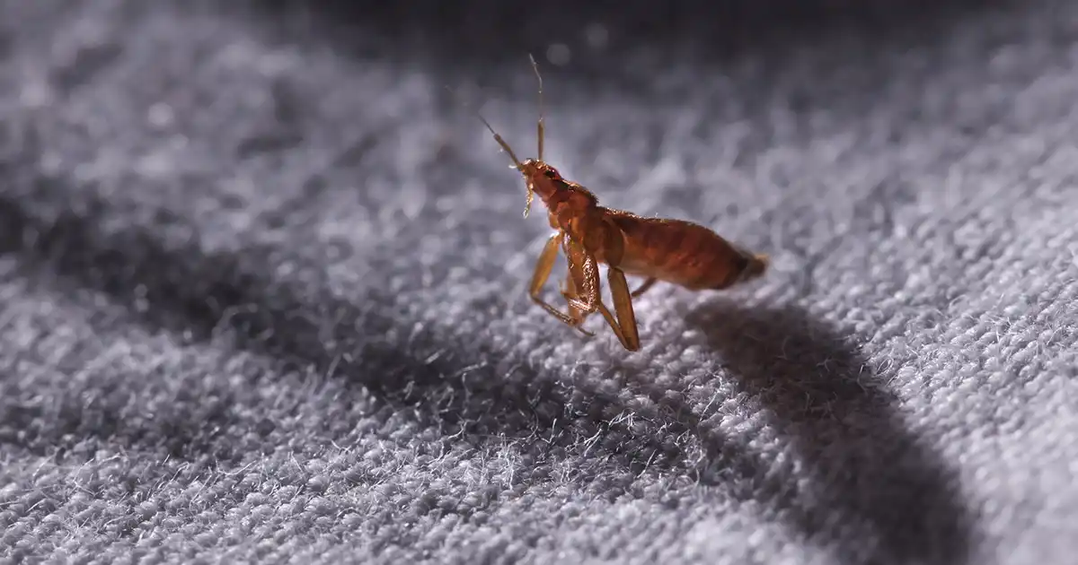 Клопи в квартирі — звідки беруться і як позбутися? » Мій Дім