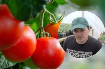 Звідки походить назва “добриво”: історія та етимологія терміна для Google