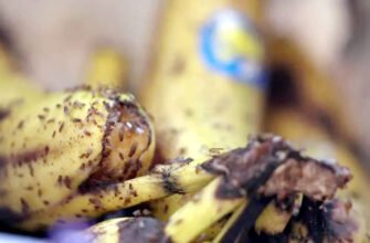 Звідки беруться дрозофіли: розкриваємо таємниці появи цих маленьких набридників