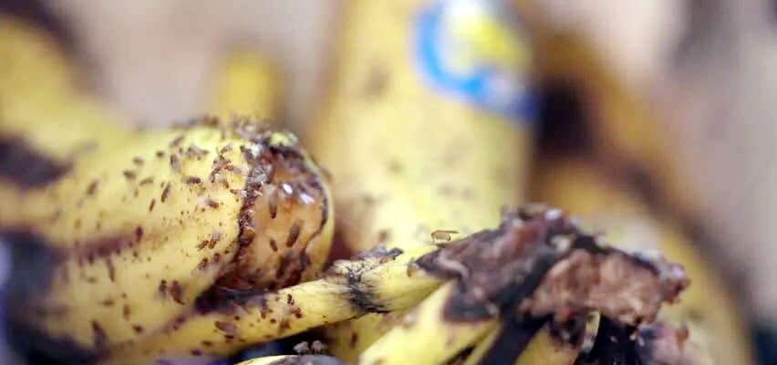 Звідки беруться дрозофіли: розкриваємо таємниці появи цих маленьких набридників