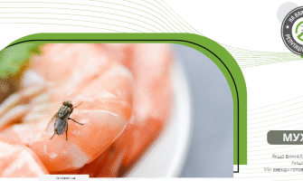 Звідки беруться мошки: основні джерела появи надокучливих комах у вашій оселі