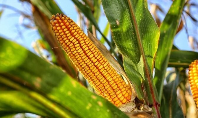 Звідки походить кукурудза: розкриваємо історичні корені популярної культури