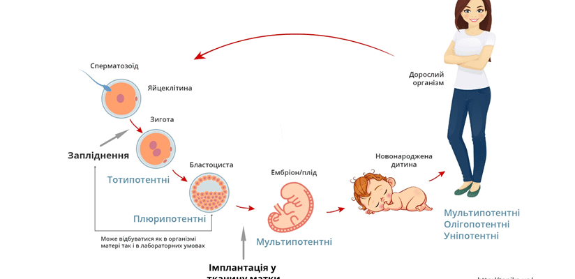 Звідки беруть стовбурові клітини: джерела та методи отримання для науки